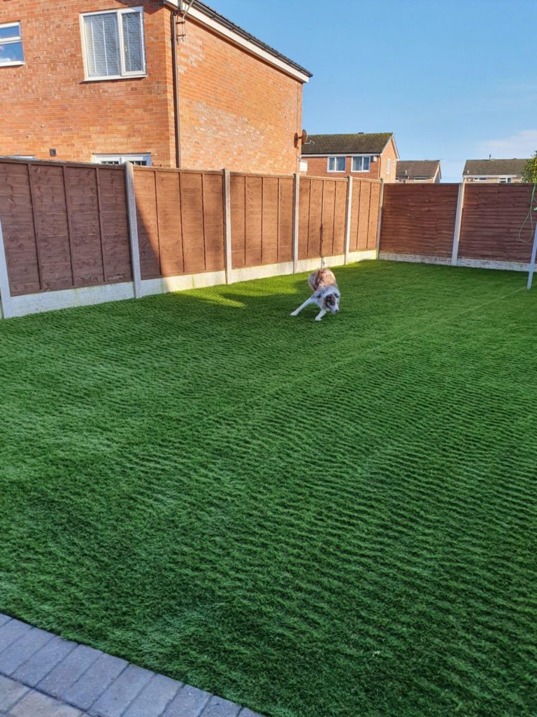 dog playing on artificial grass lawn in carlisle